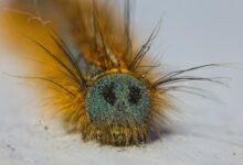 fixing klupzo333 bugs guide