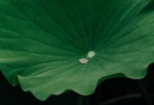 retention engagement growth signal